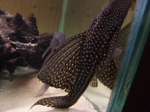 Hypostomus sp. (L311) 