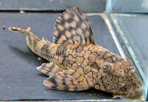 Hypostomus faveolus 