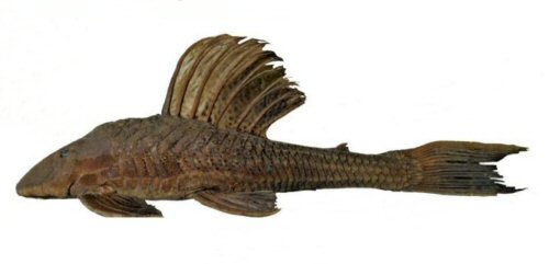 Hypostomus laplatae