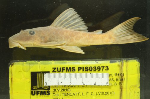 Hypostomus latirostris