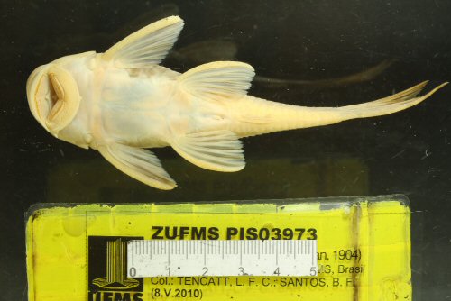 Hypostomus latirostris = ventral view