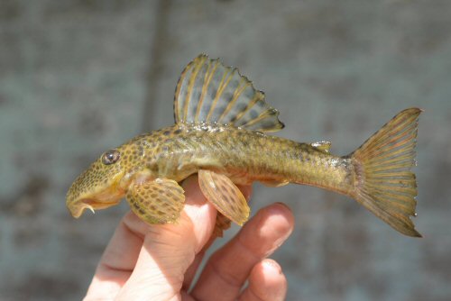 Hypostomus lima = Stress coloration, creek trib rio das Velhas near small UHE (upper Säo Francisco), 20°07'31.6"S, 43°52'14.5"W 