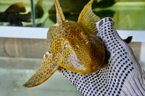 Hypostomus lima = head view