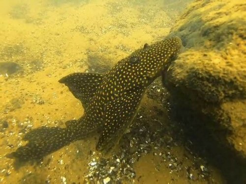 Hypostomus luteomaculatus = San Cosme, Corrientes, Argentina