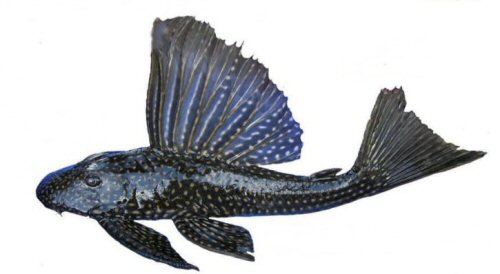 Hypostomus luteomaculatus