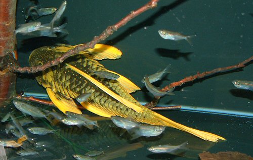 Hypostomus luteus 