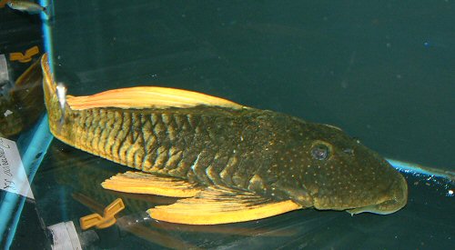 Hypostomus luteus