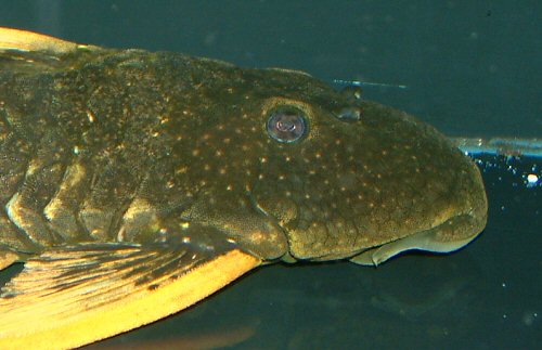 Hypostomus luteus  = head view