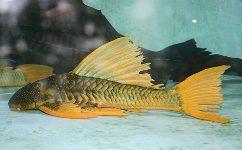 Hypostomus luteus 