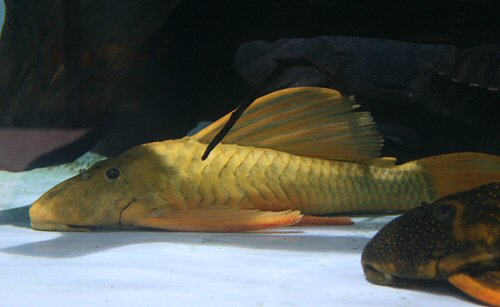 Hypostomus luteus 