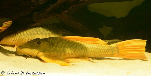 Hypostomus luteus