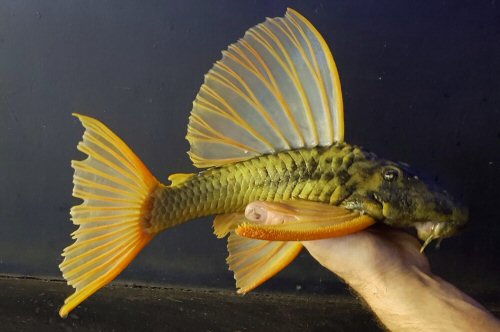 Hypostomus luteus