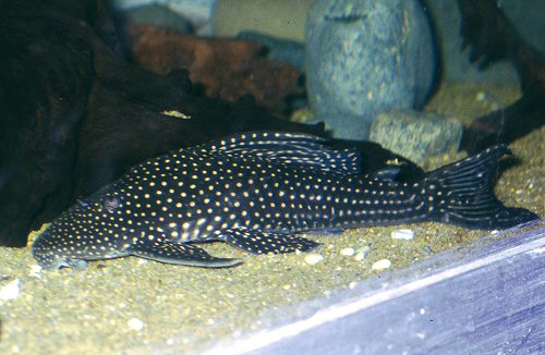 Hypostomus margaritifer 