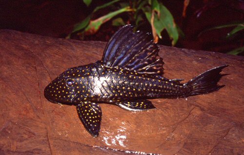 Hypostomus margaritifer 