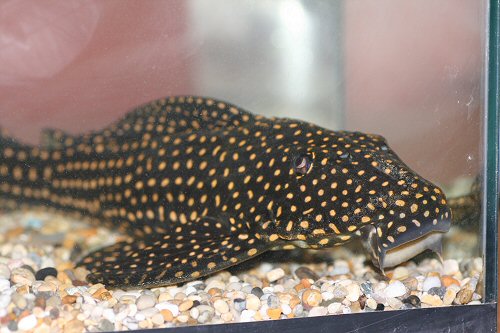 Hypostomus margaritifer