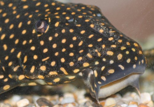 Hypostomus margaritifer = Close up of head and mouth