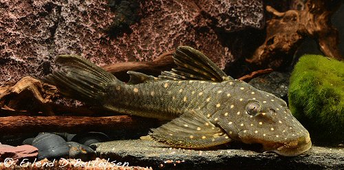 Hypostomus margaritifer