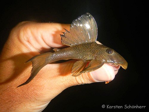 Hypostomus micromaculatus = from Gran Rio, Suriname