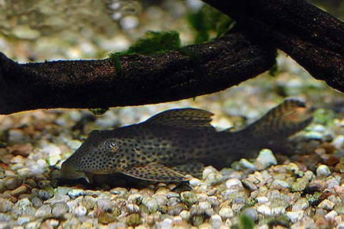 Hypostomus nematopterus