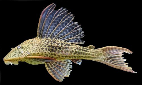 Hypostomus niceforoi = Topotype specimen from the Caqueta River in Colombia 