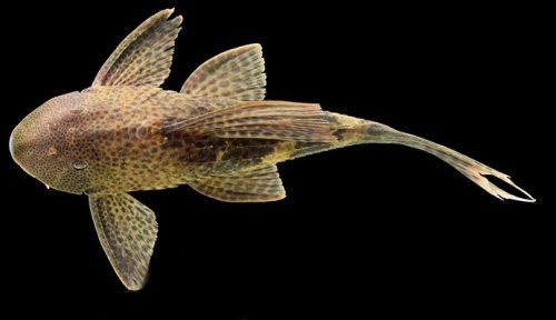 Hypostomus niceforoi = Dorsal view - from the Aguarico/Napo drainage in Ecuador 