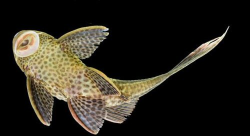 Hypostomus niceforoi = Ventral view - from the Aguarico/Napo drainage in Ecuador  