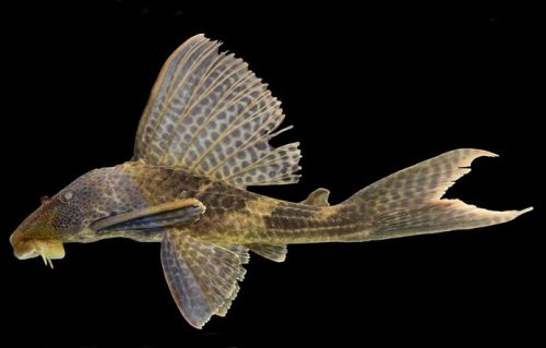 Hypostomus niceforoi = From the Aguarico/Napo drainage in Ecuador 