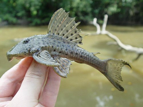 Hypostomus paucimaculatus = Tibiti Soela - at Suriname and French Guiana.