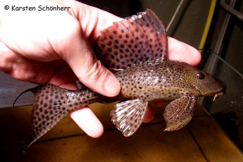 Hypostomus plecostomus