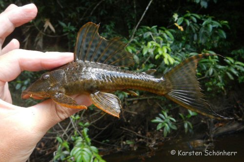 Hypostomus plecostomus