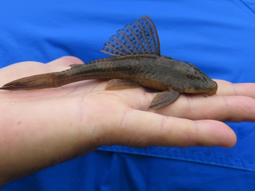 Hypostomus punctatus