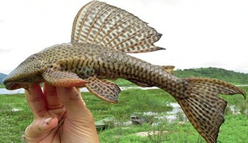 Hypostomus pusarum = Apodi-Mossoró river basin, Jandaíra formation karst, Rio Grande do Norte State, Brazil