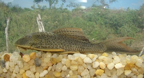 Hypostomus pusarum