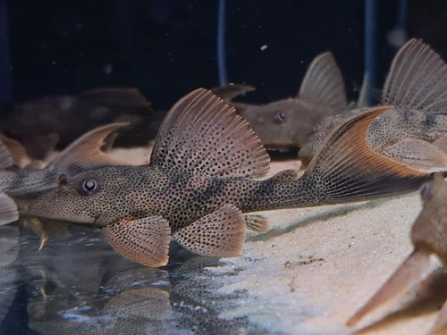 Hypostomus rhantos