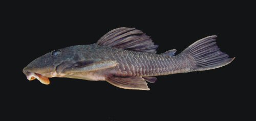 Hypostomus robertsoni = Lateral view-Paraná State, Marialva, Keller River, tributary of Ivaí River Upper Paraná River basin, Brazil