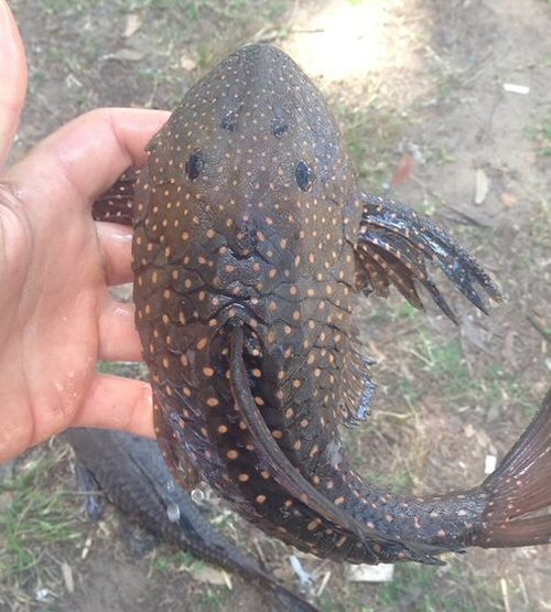 Hypostomus roseopunctatus = Dorsal view-Sección 11, Durazno, Uruguay