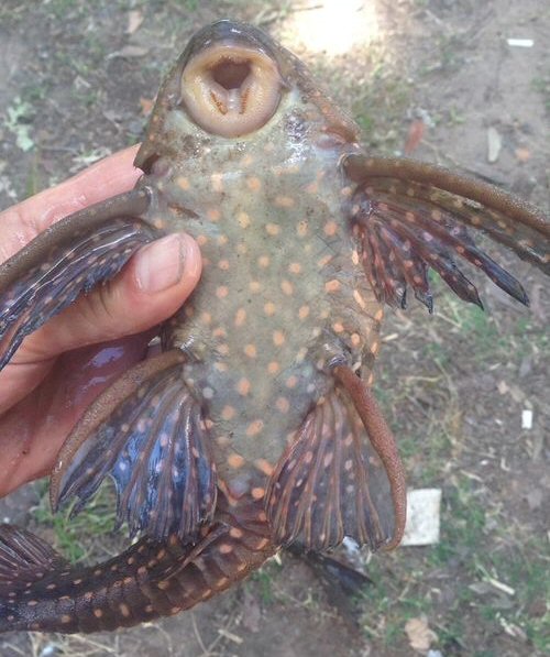 Hypostomus roseopunctatus = Ventral view-Sección 11, Durazno, Uruguay