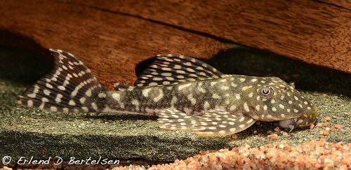 Hypostomus sertanejo