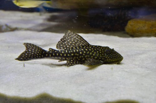 Hypostomus sertanejo