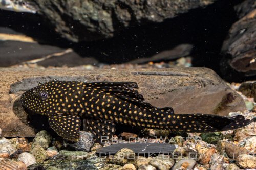 Hypostomus sertanejo