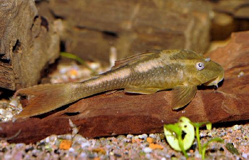 Hypostomus soniae 