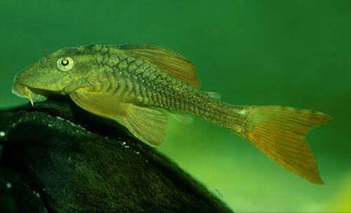 Hypostomus soniae  = juvenile