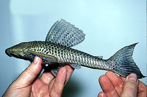 Hypostomus sp. (1)