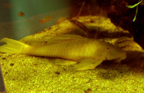 Hypostomus sp. 'albino' = Wild Caught, Brazil, 1992