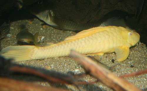 Hypostomus sp. 'albino' = Wild Caught, Brazil, 1992 