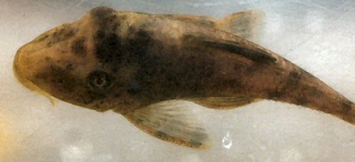 Hypostomus cf. ericius