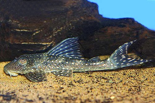 Hypostomus sp. (L246) 