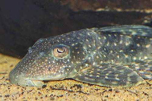 Hypostomus sp. (L246)  = head view