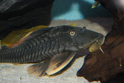 Hypostomus sp. (L360)