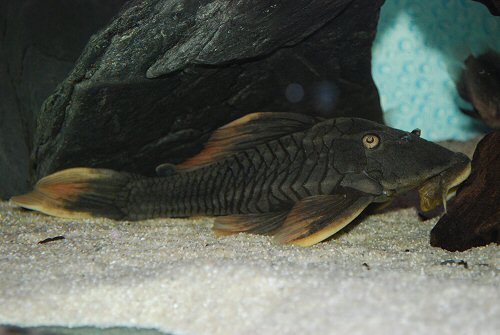 Hypostomus sp. (L360)